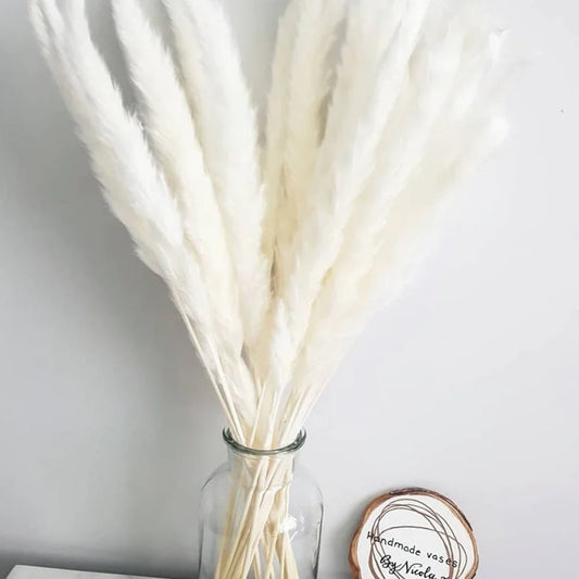 Bouquet de Fleurs Séchées Pampas Blanches – Décoration Bohème & Cozy